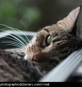 Photo of cat resting
