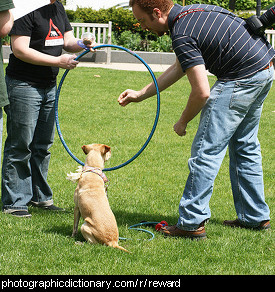 Photo of a dog being offered a reward