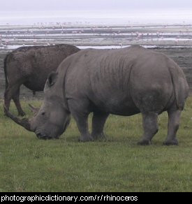 Photo of a rhinceros