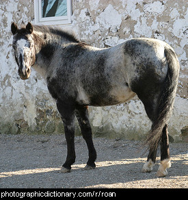 Photo of a roan horse.