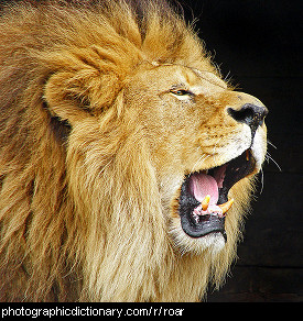 Photo of a lion roaring.