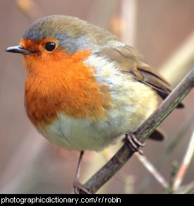 Photo of a robin