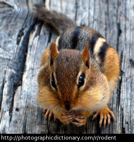 A chipmunk is a rodent.
