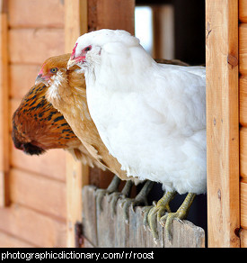 Photo of chickens roosting