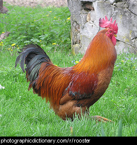 Photo of a rooster.
