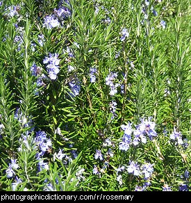 Photo of a rosemary plant