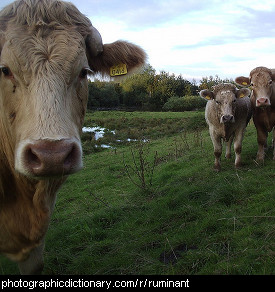 Photo of some cows