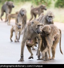 Photo of a group of baboons