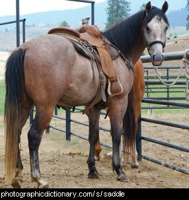 Photo of a saddle on a horse