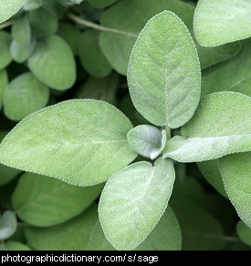 Photo of sage leaves