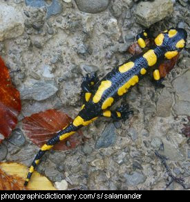 Photo of a salamander