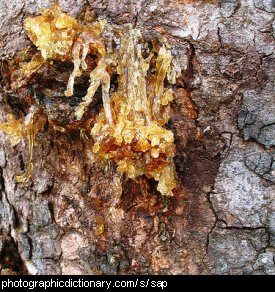 Photo of tree sap