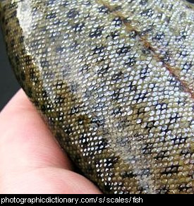 Photo of fish scales