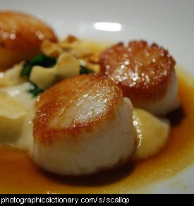 Photo of scallops