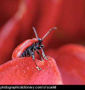 Photo of a scarlet beetle