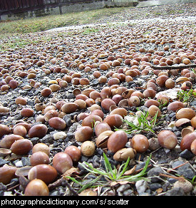Photo of scattered acorns