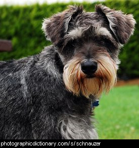 Photo of a schnauzer