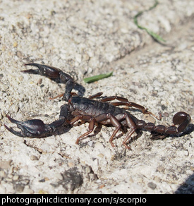 Photo of a scorpion
