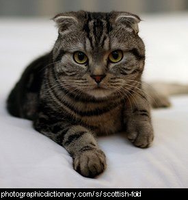 Photo of a Scottish Fold