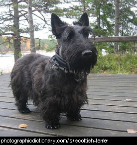 Photo of a scottish terrier