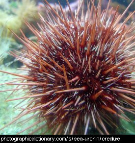 Photo of a sea urchin