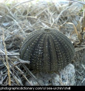 Photo of a sea urchin shell