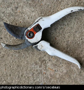 Photo of some old secateurs