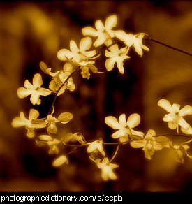 Photo of flowers in sepia