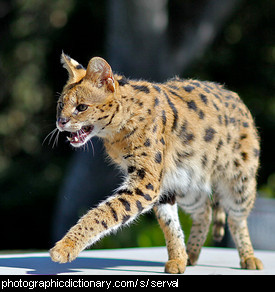 Photo of a serval