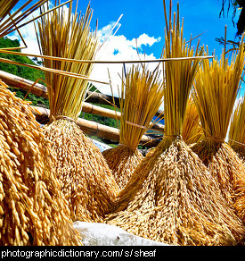 Photo of rice sheafs