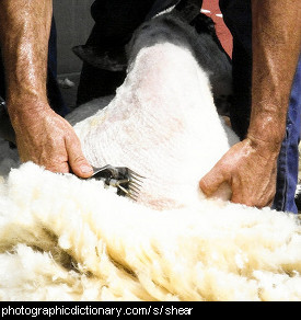 Photo of a sheep being shorn