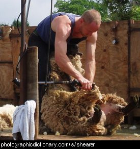 Photo of a man shearing a sheep