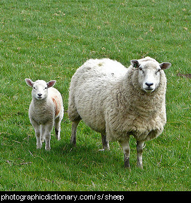 Photo of a ewe and lamb.