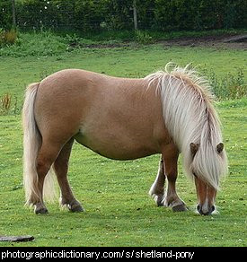 Photo of a Shetland pony