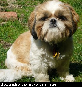 Shih+tzu+dogs+with+short+hair