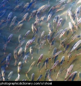 Photo of a shoal of fish
