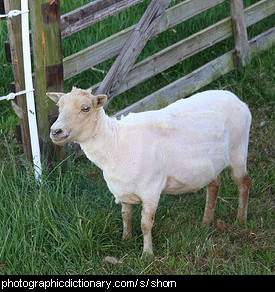 Photo of a shorn sheep