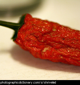 Photo of a shriveled chili