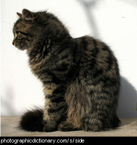 Photo of a cat from the side