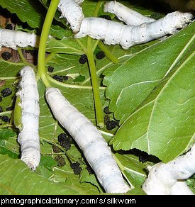 Photo of silkworms