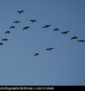 Photo of a skein of geese