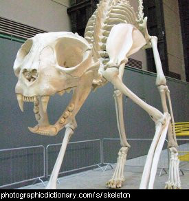 Photo of a skeleton