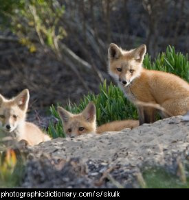 Photo of a group of foxes