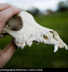 Photo of a foxes skull