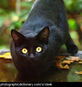Photo of a sleek black cat