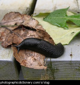 Photo of a slug