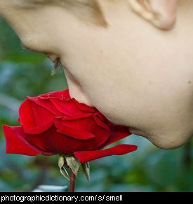 Photo of a boy smelling a rose