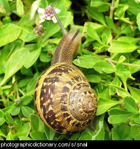 Photo of a snail