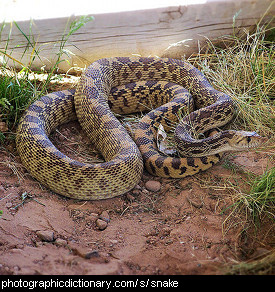 Photo of a coiled snake.