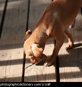 Photo of dog sniffing